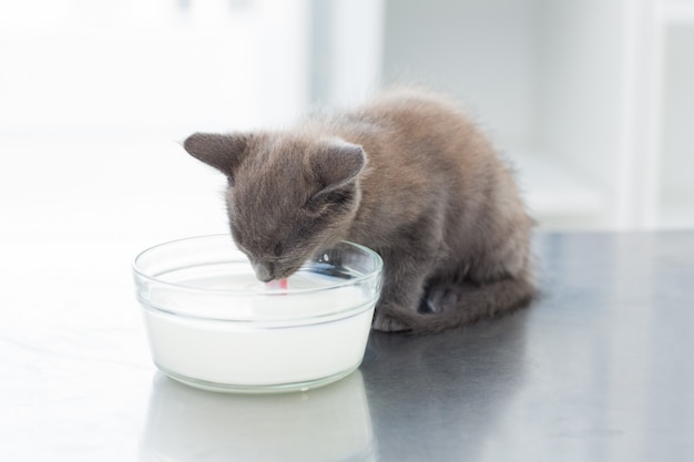 Gatito bebiendo leche del cuenco