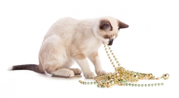 Gatito beige jugando con un collar de perlas