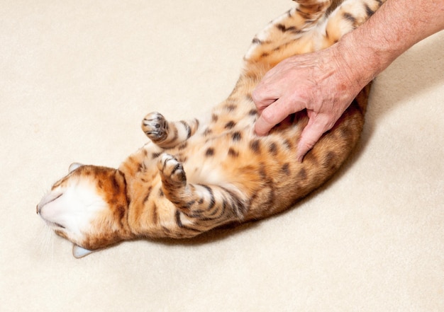 Gatito de bengala con barriga frotada