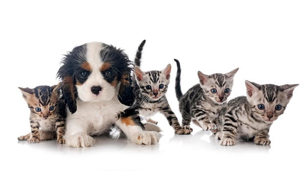 Gatito de bengala y cavalier king charles