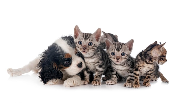 Gatito de bengala y cavalier king charles