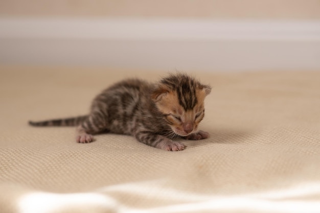 Foto un gatito bengalí recién nacido con los ojos todavía cerrados sobre una manta beige