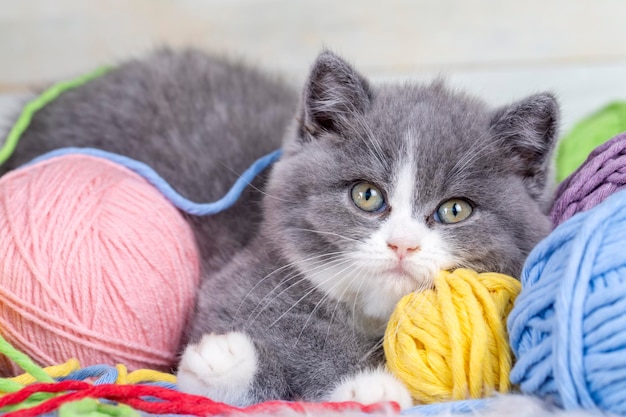 Gatito bicolor británico gato lindo gris y blanco