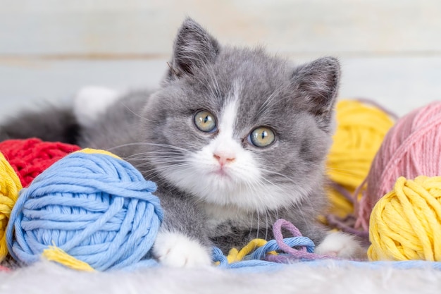 Gatito bicolor británico gato lindo gris y blanco