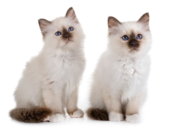 Foto gatito birman en estudio