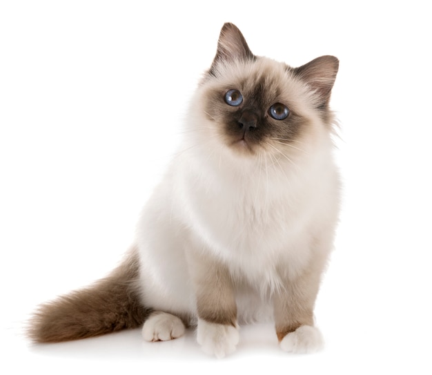 Foto gatito birman en estudio