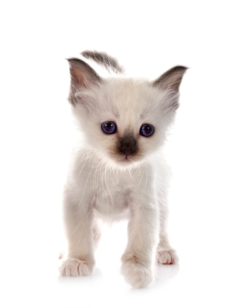 Gatito Birman en frente en blanco aislado