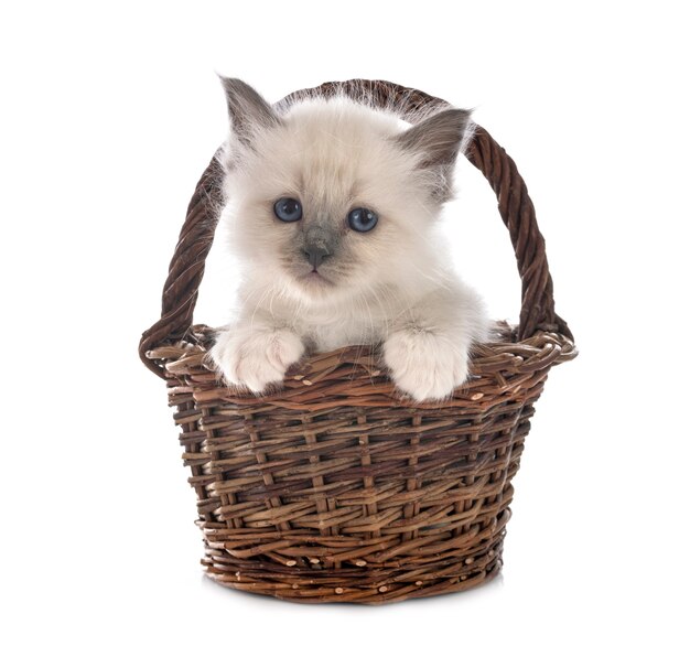 Gatito Birman en frente en blanco aislado