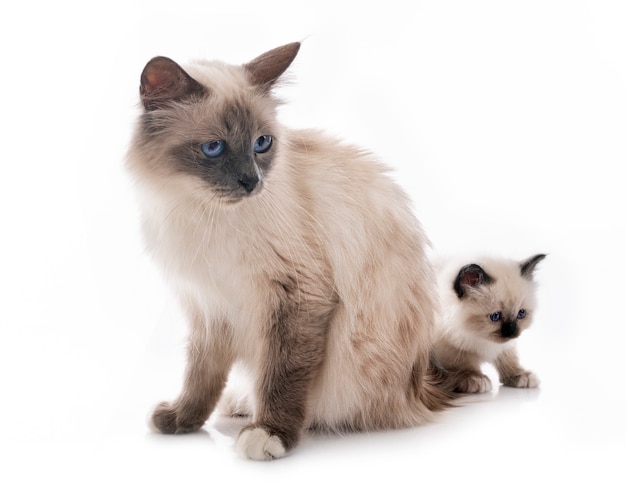 Gatito Birman y madre en frente en blanco aislado