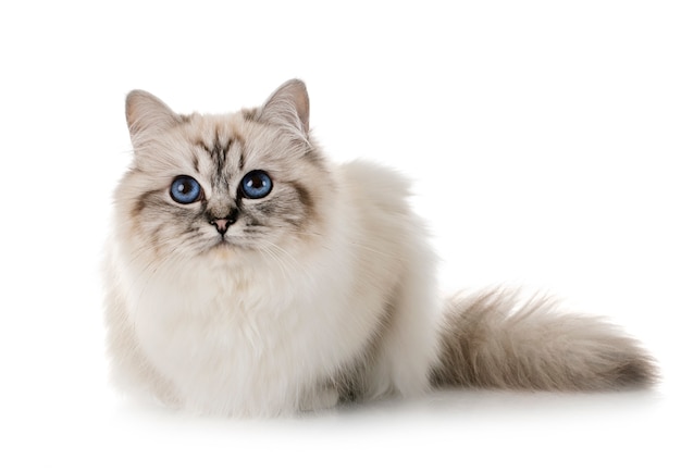 gatito birman