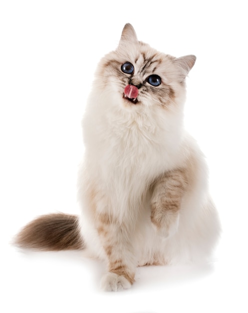 gatito birman