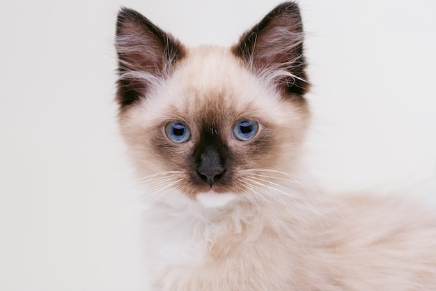 Gatito birmano con hermosos ojos azules