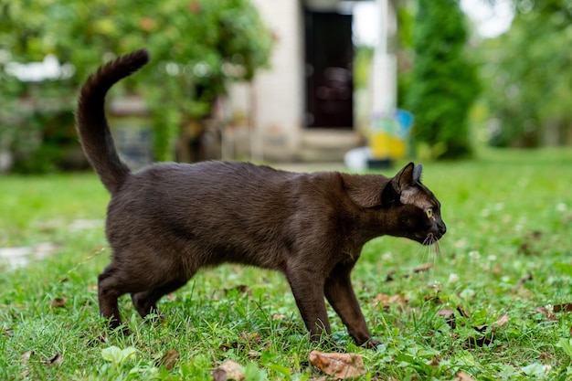 Gatito birmano marrón mirando hacia otro lado y preparándose para atrapar a alguien Hermoso animal doméstico Gato jugando alegremente en la naturaleza Longitud total