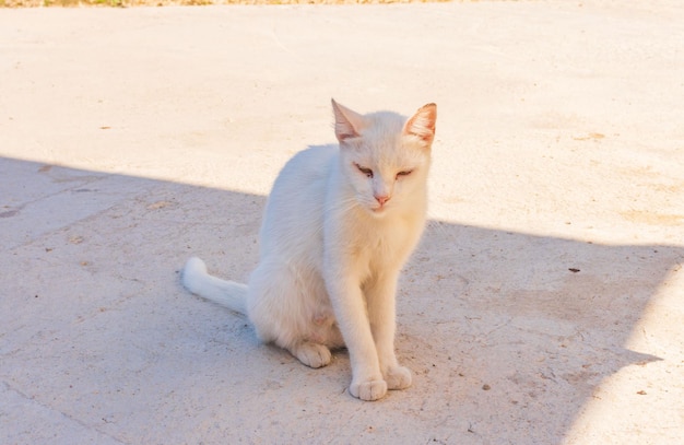 Un gatito blanco camina por la calle.