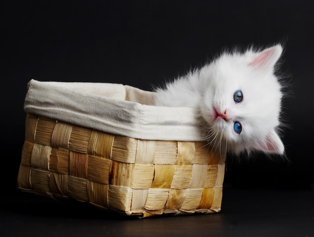 Gatito blanco en una cesta ... Foto de estudio.