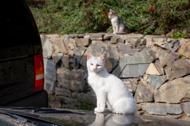 Gatito blanco divertido está sentado en el capó negro del coche. En el contexto de una vieja pared de ladrillo rojo. Retrato de un gato montés. Gatos sin hogar en las calles de Tbilisi. Foto de alta calidad