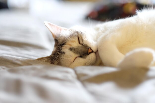 Foto un gatito blanco durmiendo pacíficamente