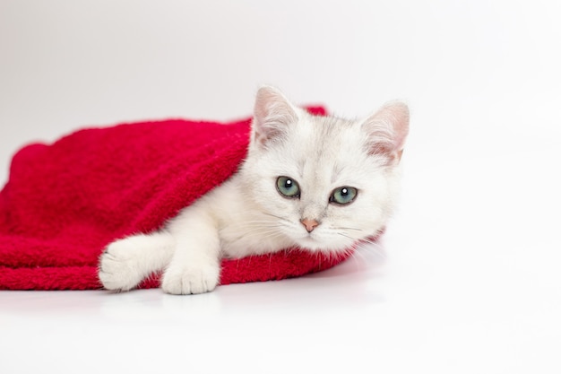 Un gatito blanco se encuentra en una toalla roja sobre una superficie blanca