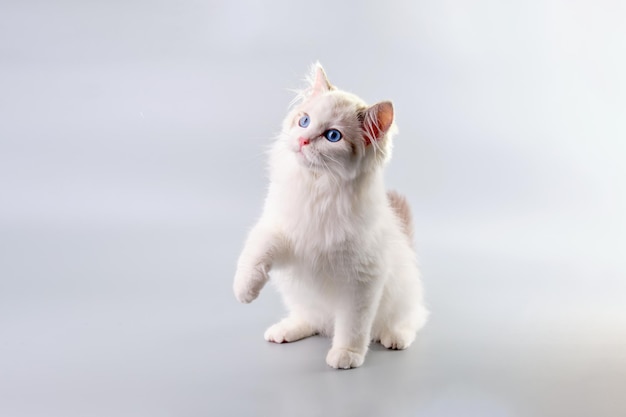 Un gatito blanco y esponjoso con ojos azules y un lindo bozal sobre un fondo gris con una pata levantada