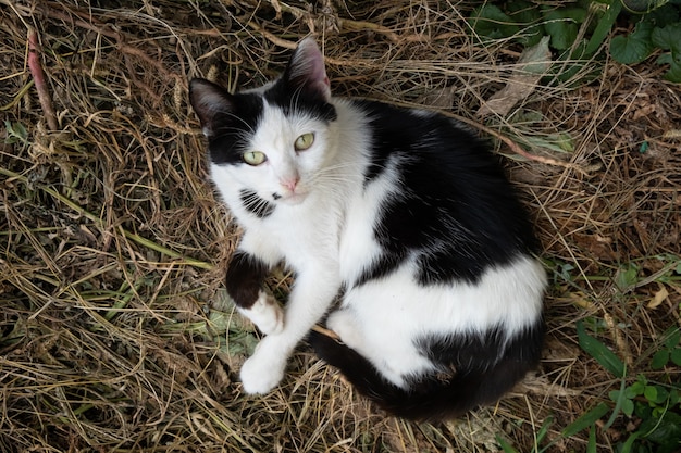 Gatito blanco con manchas negras acurrucado en pasto seco