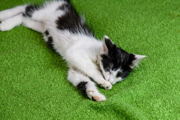 Gatito blanco y negro acostado en una cama