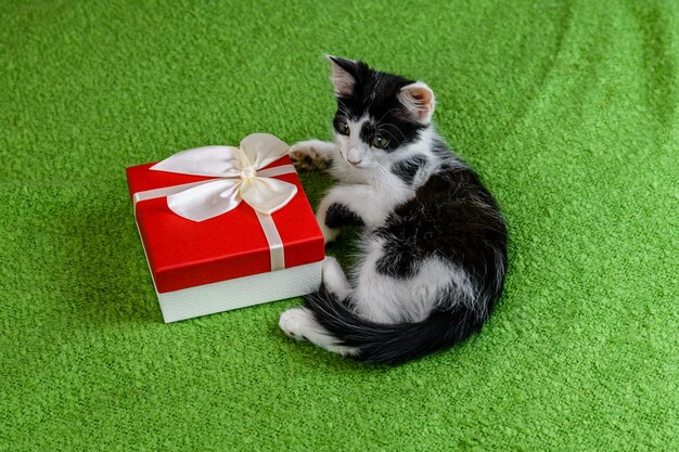 Gatito blanco y negro y caja de regalo en una cama