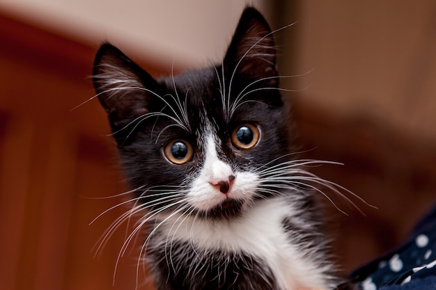 Gatito blanco y negro con una cara divertida y un gran bigote blanco y cejas.