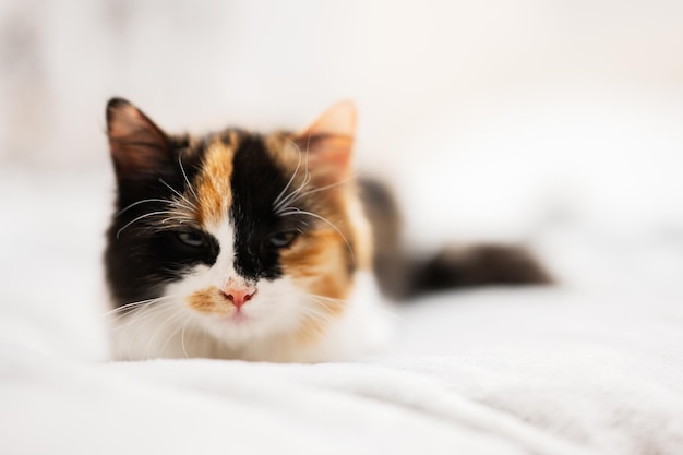 Gatito blanco negro marrón de tres colores en la cama