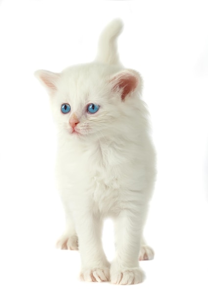 Gatito blanco con ojos azules. Sobre un fondo blanco.