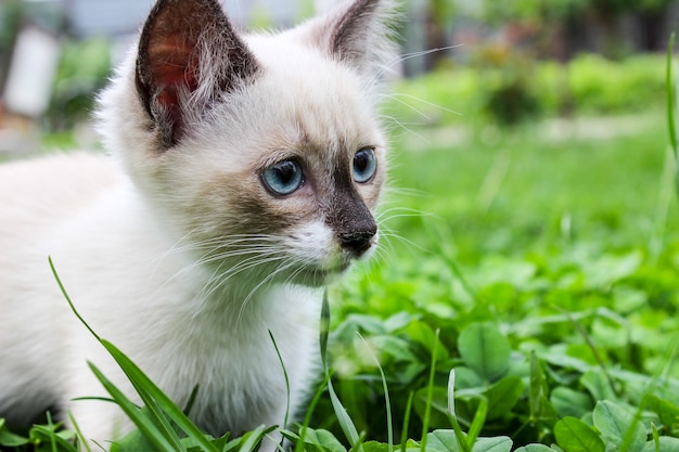 Gatito blanco con ojos azules sobre hierba verde