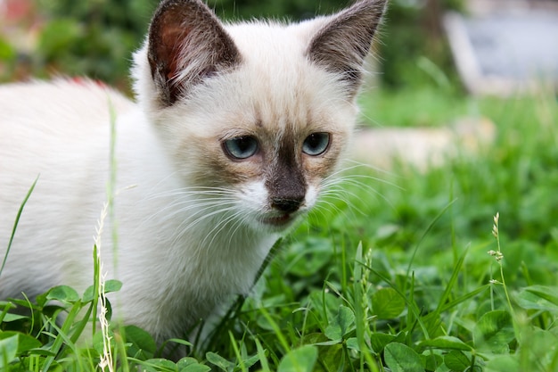 Gatito blanco con ojos azules sobre hierba verde