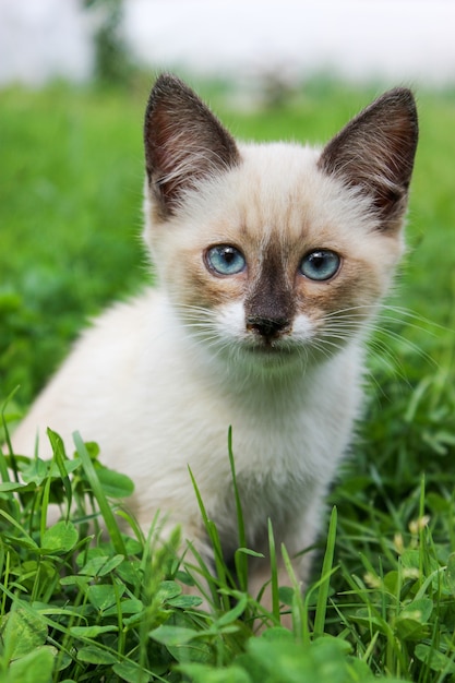 Gatito blanco con ojos azules sobre hierba verde