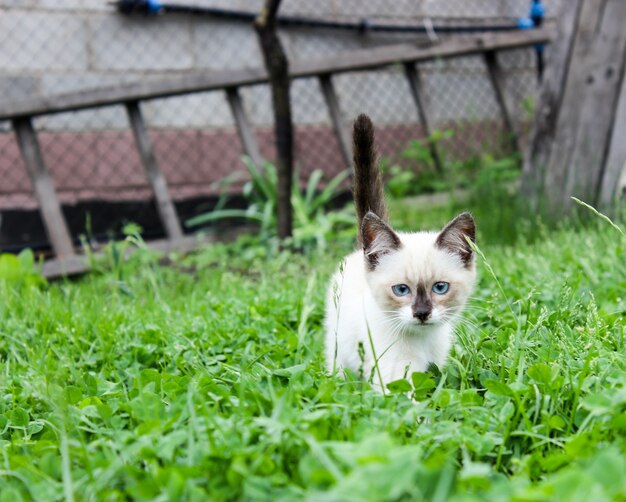 Gatito blanco con ojos azules sobre hierba verde