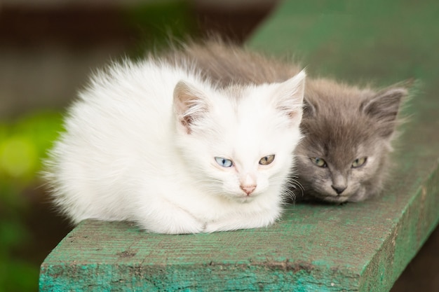 Gatito blanco con ojos diferentes