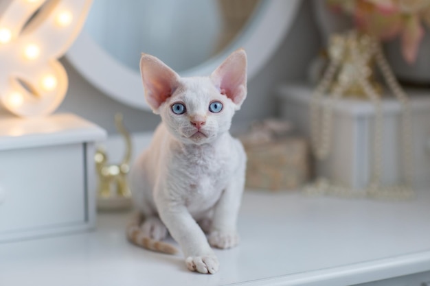 Gatito blanco raza Devon Rex closeup