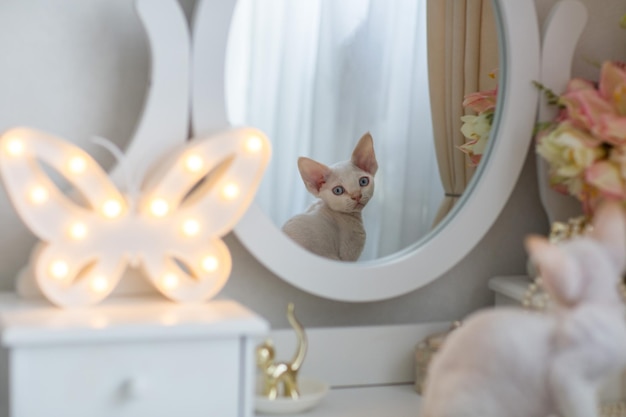 Gatito blanco raza Devon Rex se mira en el espejo