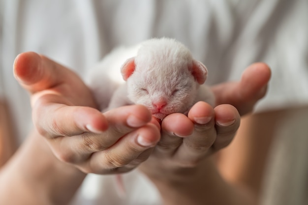 gatito blanco recién nacido duerme en los brazos de un joven