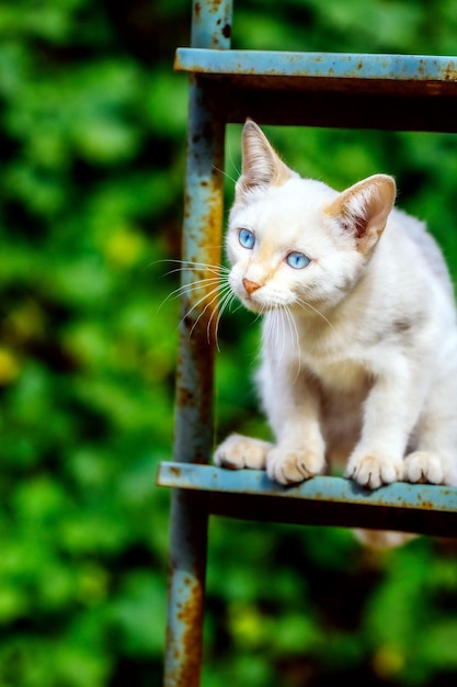 Un gatito blanco se sienta en una escalera en el jardín en un día soleado de verano Hermosa mascota de ojos azules
