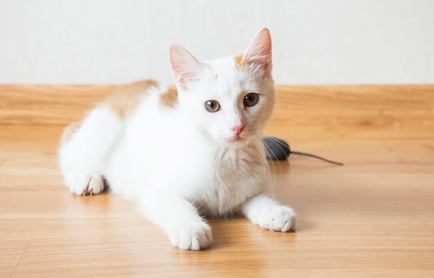 Gatito blanco en el suelo mira a la cámara