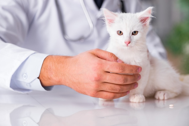 Gatito blanco visitando al veterinario para el chequeo.