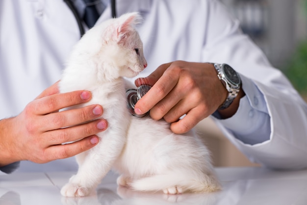 Foto gatito blanco visitando al veterinario para el chequeo.