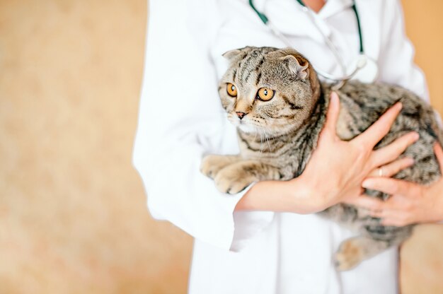 Foto gatito blanco visitando veterinario para chequeo