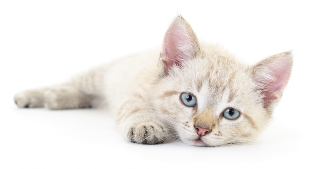 Gatito en un blanco