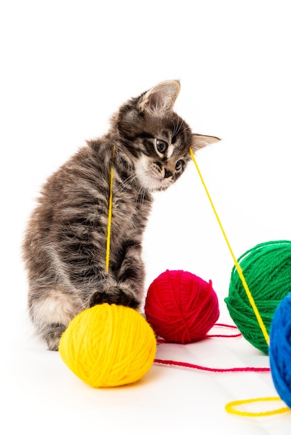 Gatito con bolas de hilos gatito pequeño sobre fondo blanco.