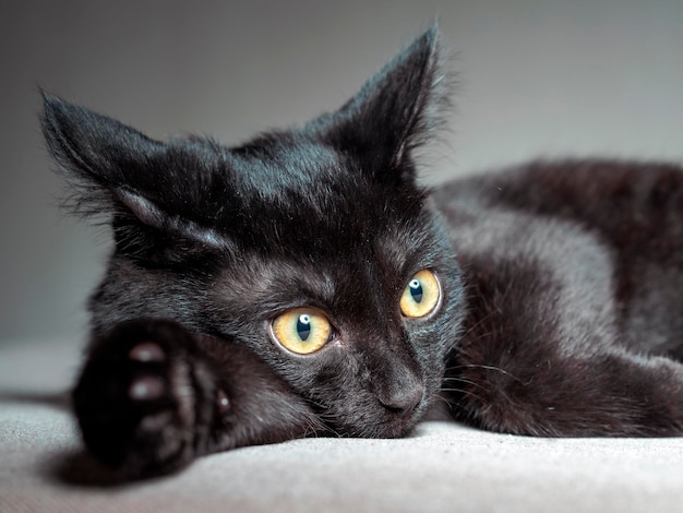 Foto el gatito de bombay está tendido sobre un fondo gris en primer plano