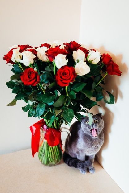 Gatito bosteza sentado delante de rosas rojas y blancas