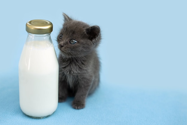 Gatito y una botella de leche.