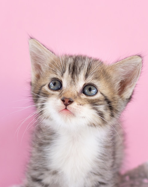 Gatito brillante mira hacia arriba sobre un fondo rosa. De cerca. Lugar para el texto