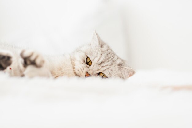 Un gatito brillante yace en el sofá. Un lindo gato yace y sostiene un juguete con sus patas y no lo suelta.