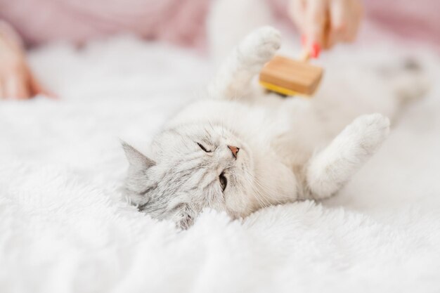 Un gatito brillante yace en el sofá. La niña peina el cabello de un gato gracioso.